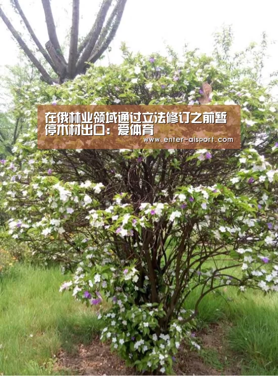 在俄林业领域通过立法修订之前暂停木材出口:爱体育(图3) 爱体育
